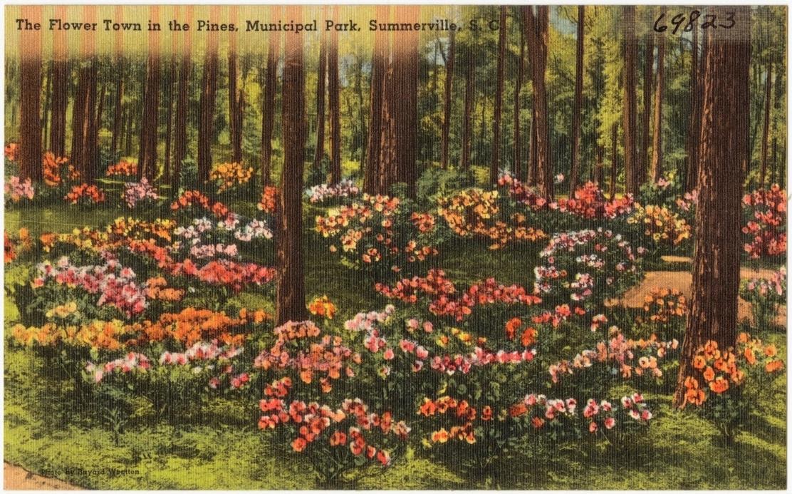 Flower Town in the Pines: Summerville, South Carolina