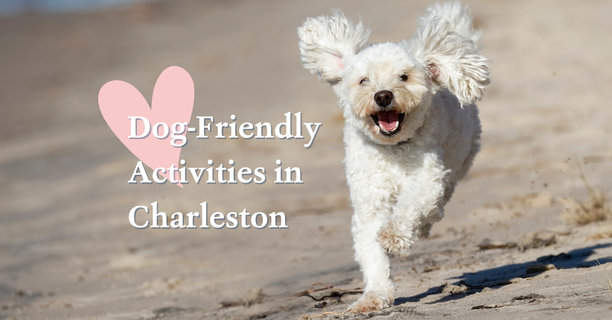 dog-friendly activities in charleston